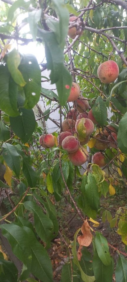 Działka rod Kędzierzyn-Koźle Kuźniczka. Zdjęcie 6