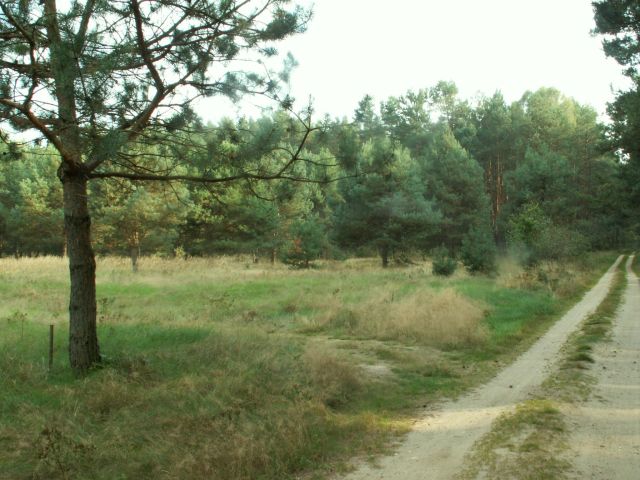 Działka rolno-budowlana Łowyń, ul. Leśna. Zdjęcie 3