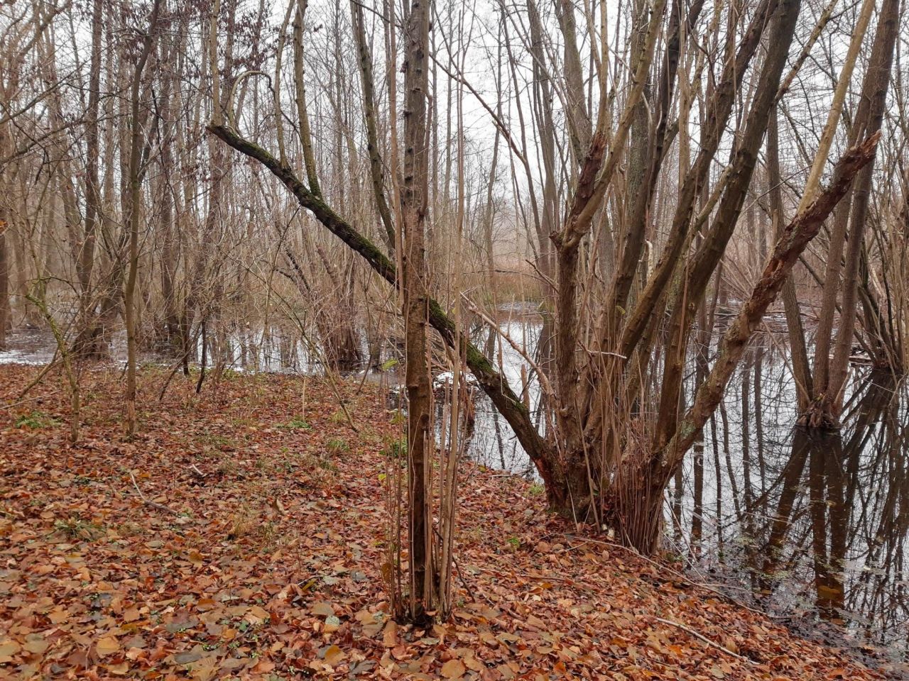 Działka budowlana Gronów. Zdjęcie 10
