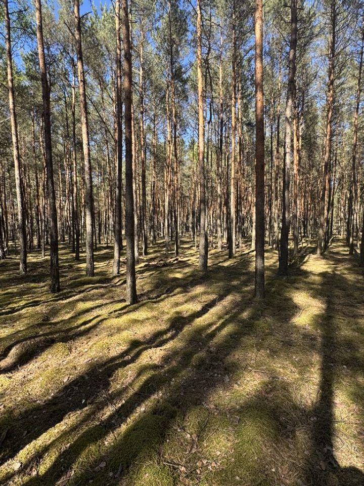 Działka leśna Prosna
