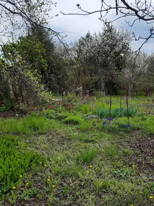 Działka rod Warszawa Mokotów. Zdjęcie 3