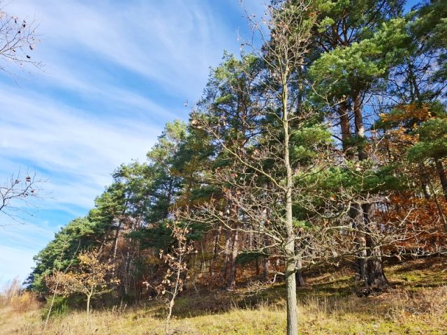 Działka rolna Głębock. Zdjęcie 1