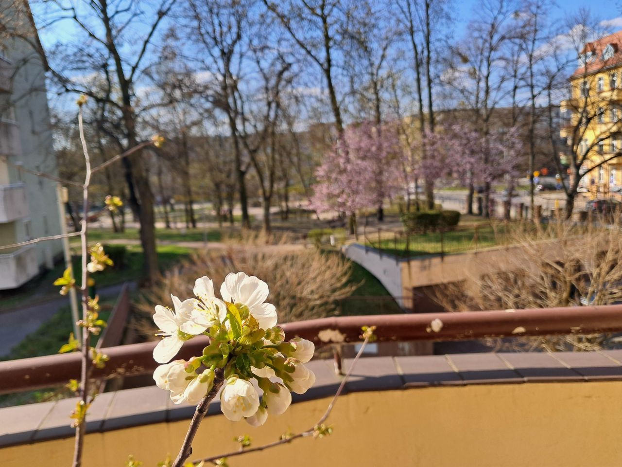 Mieszkanie 3-pokojowe Szczecin Centrum, ul. Juliana Ursyna Niemcewicza. Zdjęcie 9