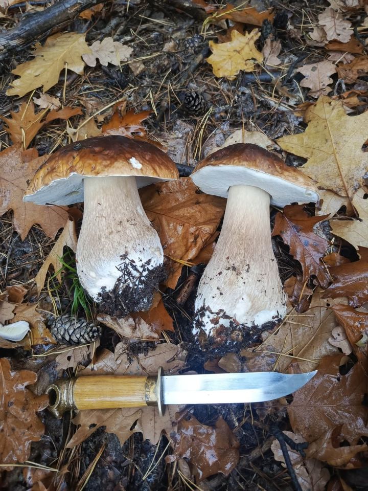 bliźniak, 7 pokoi Sancygniów, Sancygniów Podlesie. Zdjęcie 16