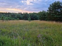 Działka budowlana Czarże, ul. Leśna. Zdjęcie 1