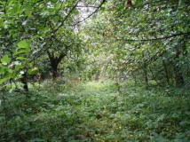 Działka budowlana Rokitno Szlacheckie Laskowa, ul. Ogrodowa. Zdjęcie 3