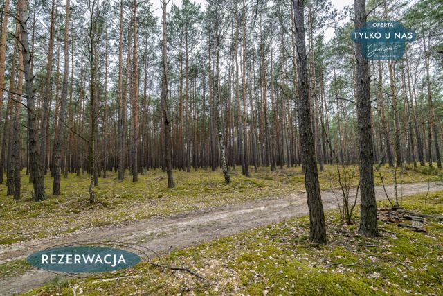 Działka leśna Kije. Zdjęcie 23