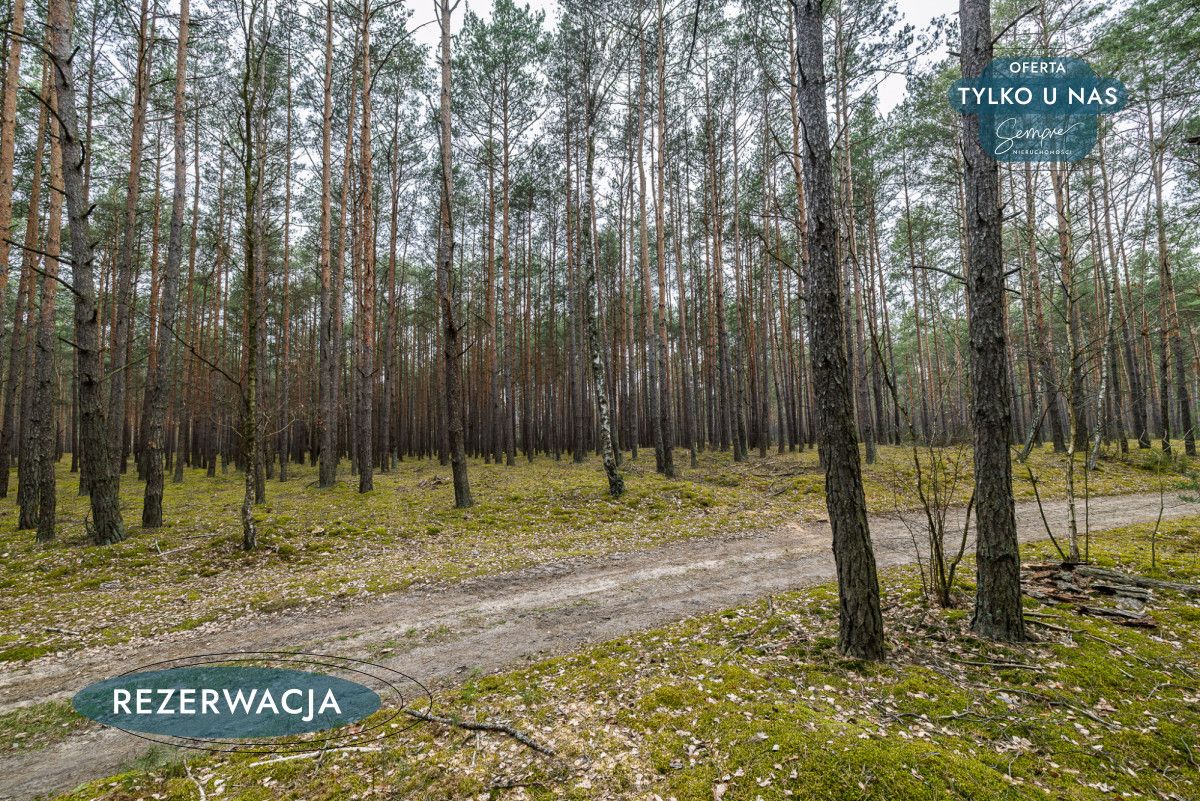 Działka leśna Kije. Zdjęcie 23