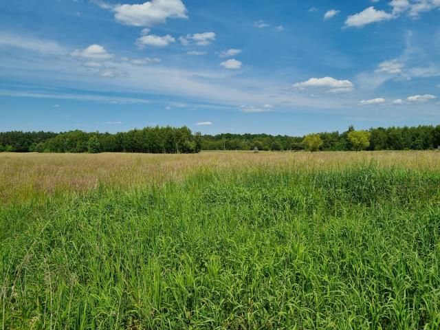 Działka budowlana Zaborówek. Zdjęcie 2