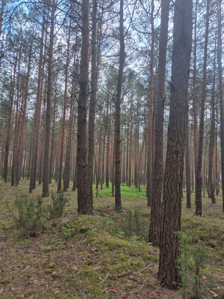 Działka leśna Cieciórki Szlacheckie. Zdjęcie 4