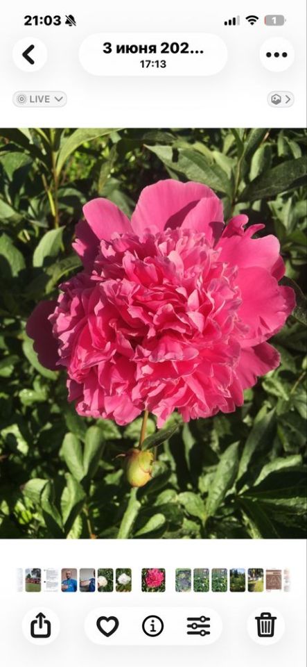 Działka rod Ząbki. Zdjęcie 5