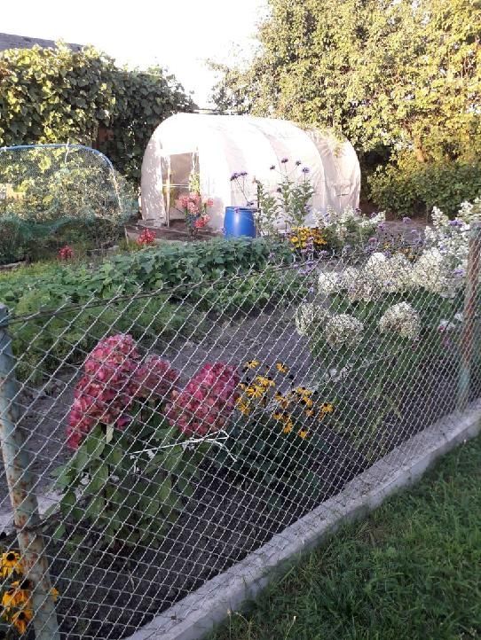 Działka rod Gorzów Wielkopolski, ul. Srebrna. Zdjęcie 4