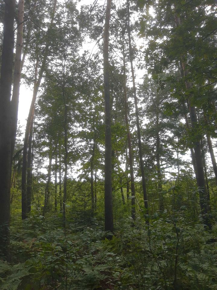 Działka leśna Ciężkowice. Zdjęcie 6