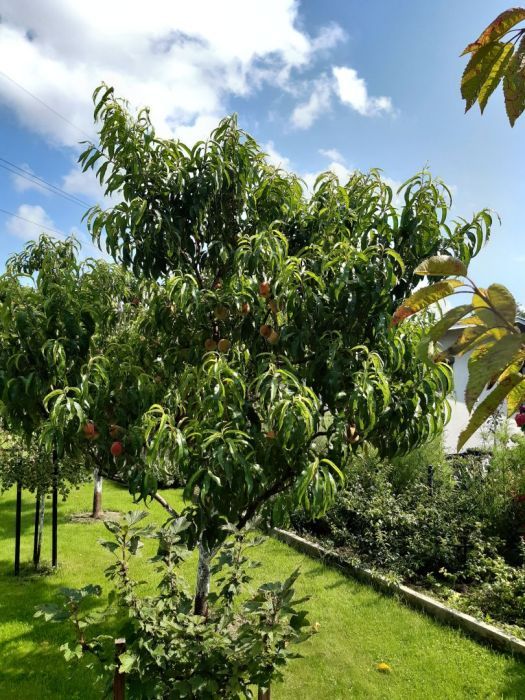 Działka rod Gdynia Oksywie, ul. Zielona. Zdjęcie 16