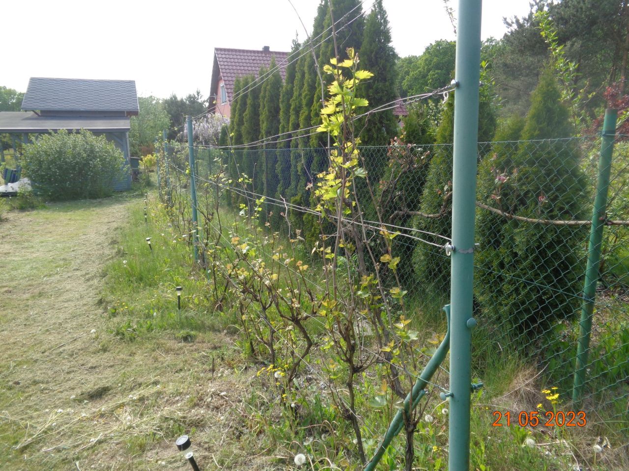 Działka rekreacyjna Grzybowo. Zdjęcie 7