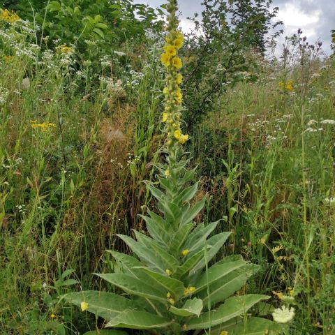 dom wolnostojący, 4 pokoje Sobanice. Zdjęcie 16