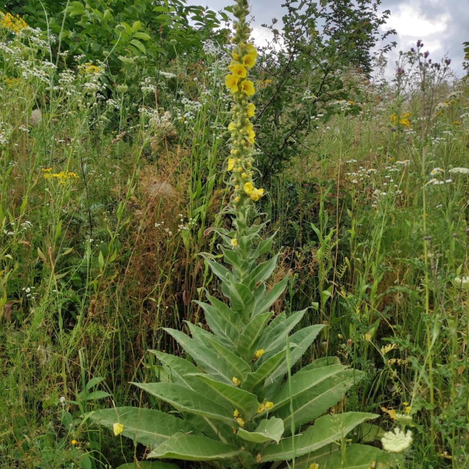 dom wolnostojący, 4 pokoje Sobanice. Zdjęcie 16