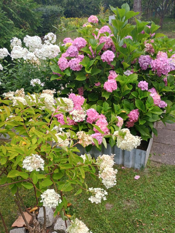 Działka rod Płock, ul. Dobrzyńska. Zdjęcie 20