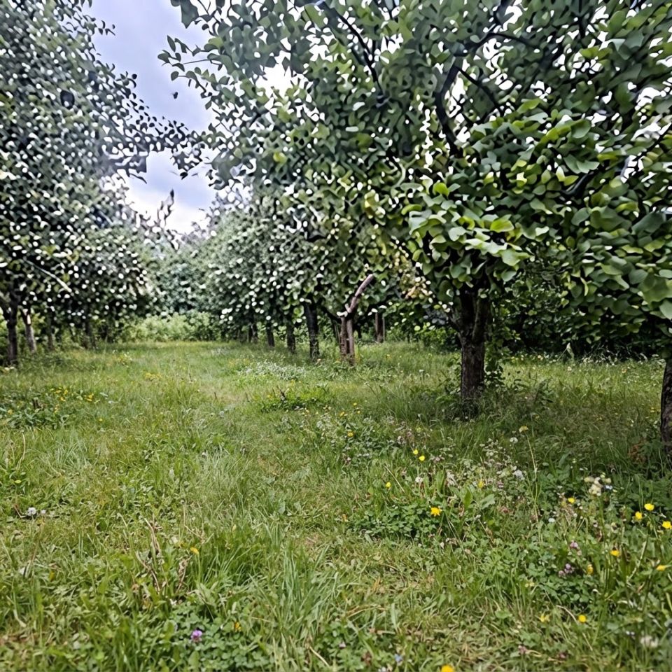 Działka budowlana Dębe Wielkie, ul. Prądzyńskiego. Zdjęcie 6