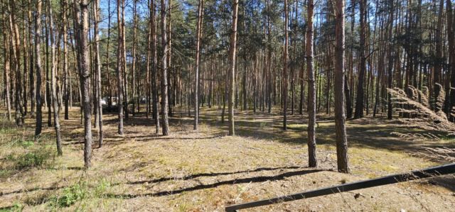 Działka leśna Makówka. Zdjęcie 8