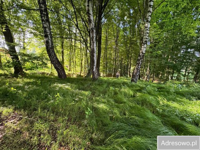 Działka rekreacyjna Żywiec, ul. Królowej Jadwigi. Zdjęcie 1