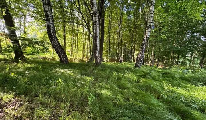 Działka rekreacyjna Żywiec, ul. Królowej Jadwigi