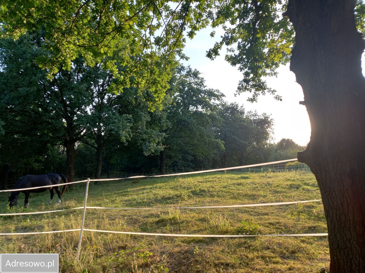 Działka rolna Chrosna. Zdjęcie 9