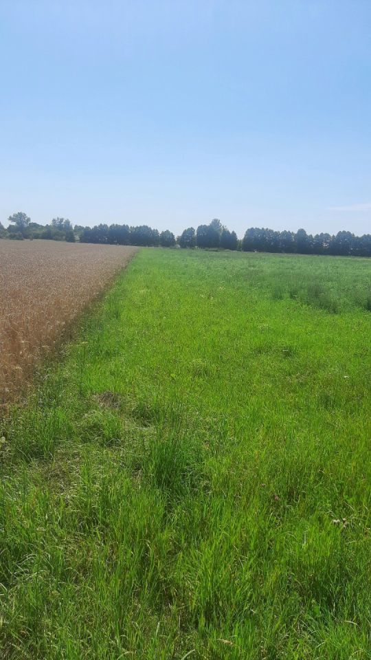 Działka rolna Bronisin Dworski, ul. Pogodna. Zdjęcie 5