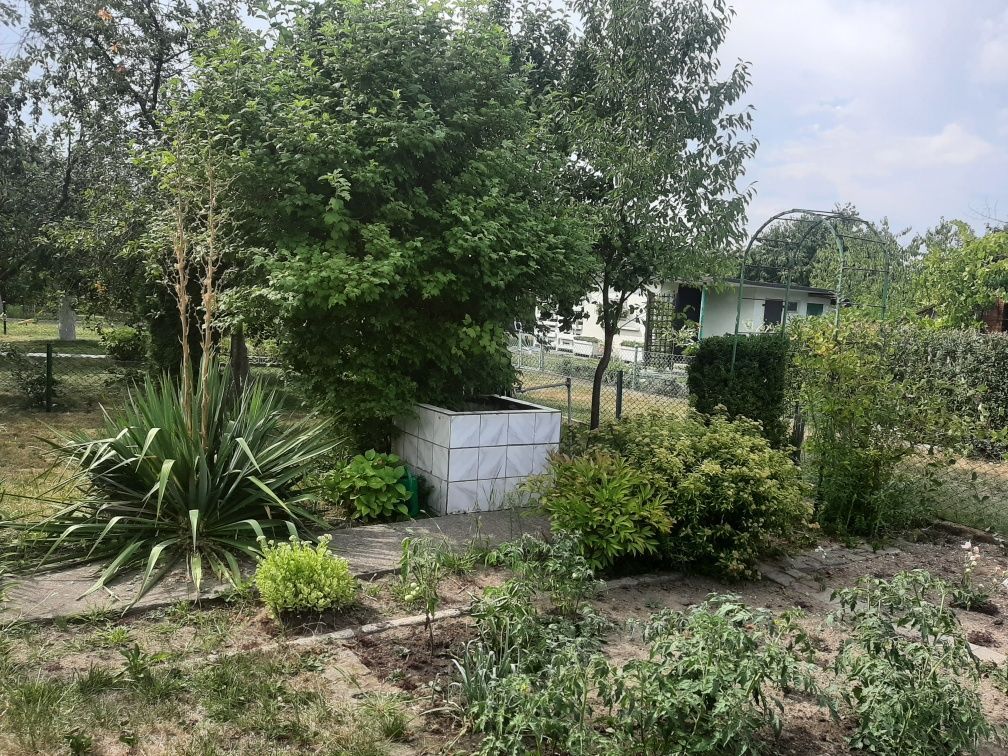 Działka rod Polkowice, ul. Ogrodowa. Zdjęcie 2