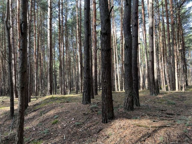 Działka leśna Dąbrówka. Zdjęcie 1