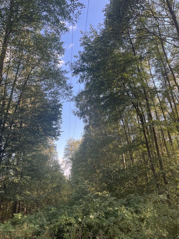 Działka leśna Olszyny. Zdjęcie 6