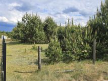 Działka budowlana Brzozowe Błota. Zdjęcie 2