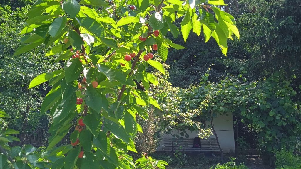 Działka rod Działdowo. Zdjęcie 7