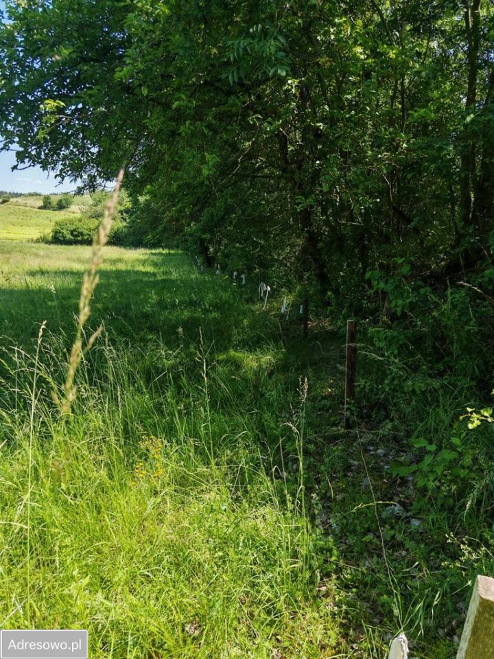 Działka rolna Dąbrówka. Zdjęcie 18