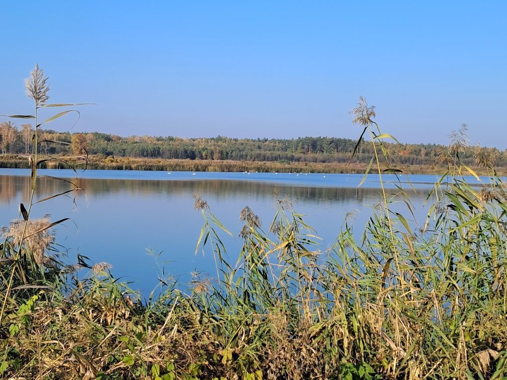 Działka rekreacyjna Gołębiówka. Zdjęcie 5