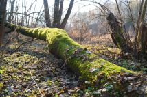 Działka rekreacyjna Gutarzewo. Zdjęcie 1