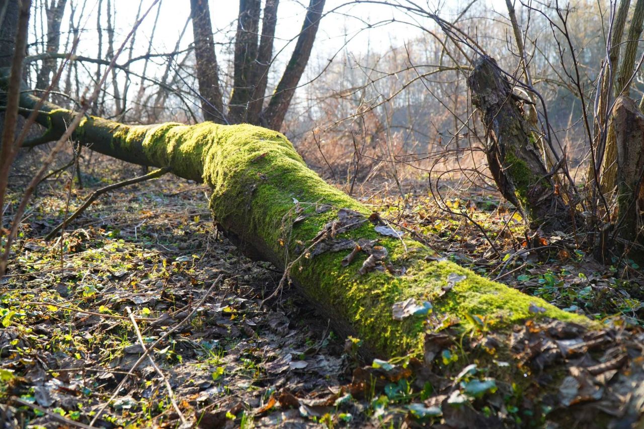 Działka rekreacyjna Gutarzewo. Zdjęcie 2