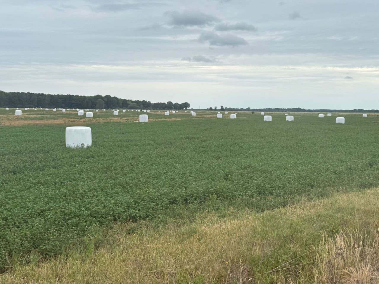 Działka rolna Krosno Odrzańskie