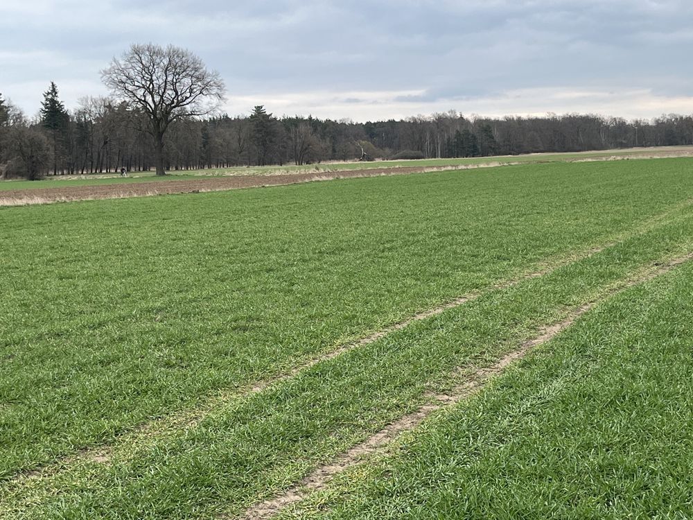 Działka budowlana Wilków, ul. Żyznowska. Zdjęcie 3