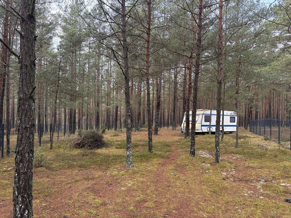 Działka leśna Borsk. Zdjęcie 8