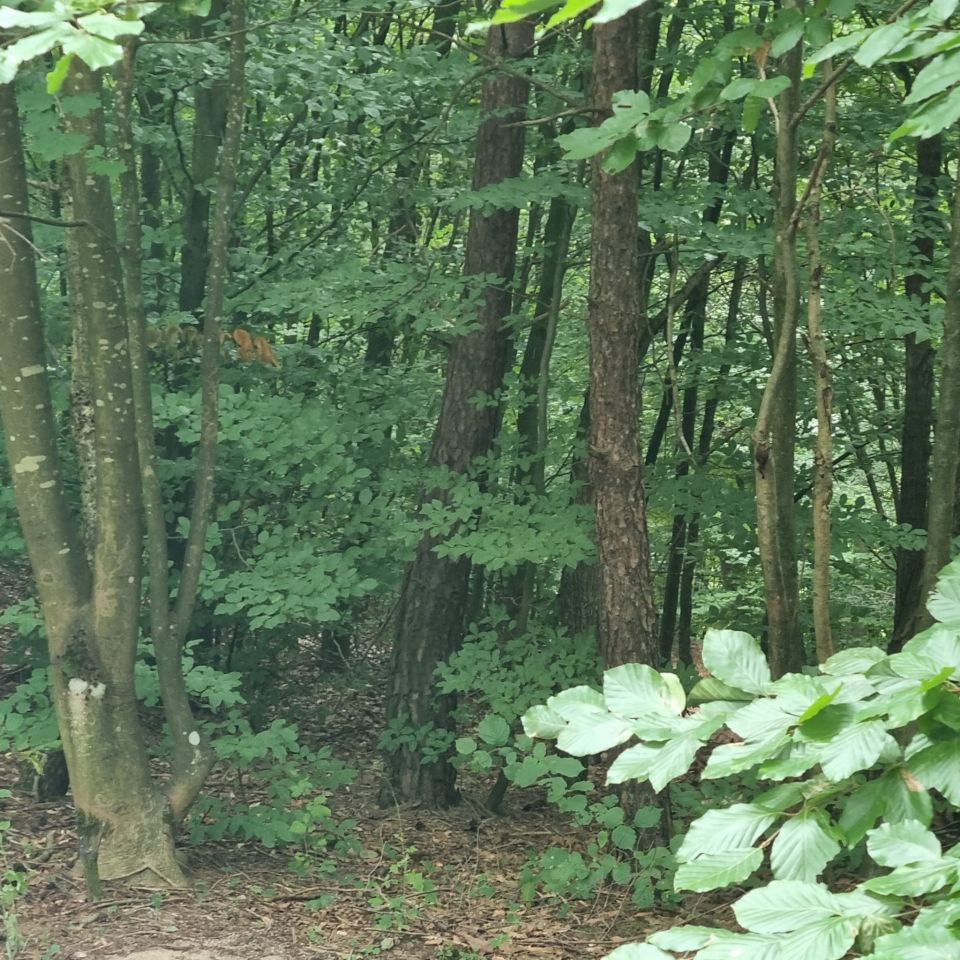 Działka leśna Grabówko Kamionka, ul. Kamionki. Zdjęcie 6