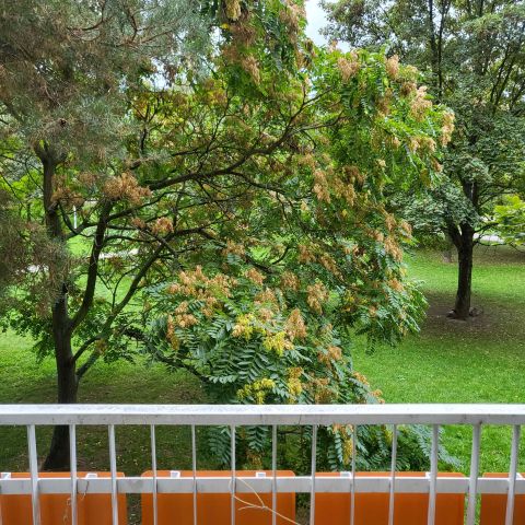 Mieszkanie 2-pokojowe Wrocław Psie Pole, ul. Żmigrodzka. Zdjęcie 2