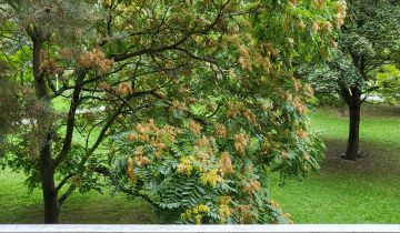 Mieszkanie 2-pokojowe Wrocław Psie Pole, ul. Żmigrodzka