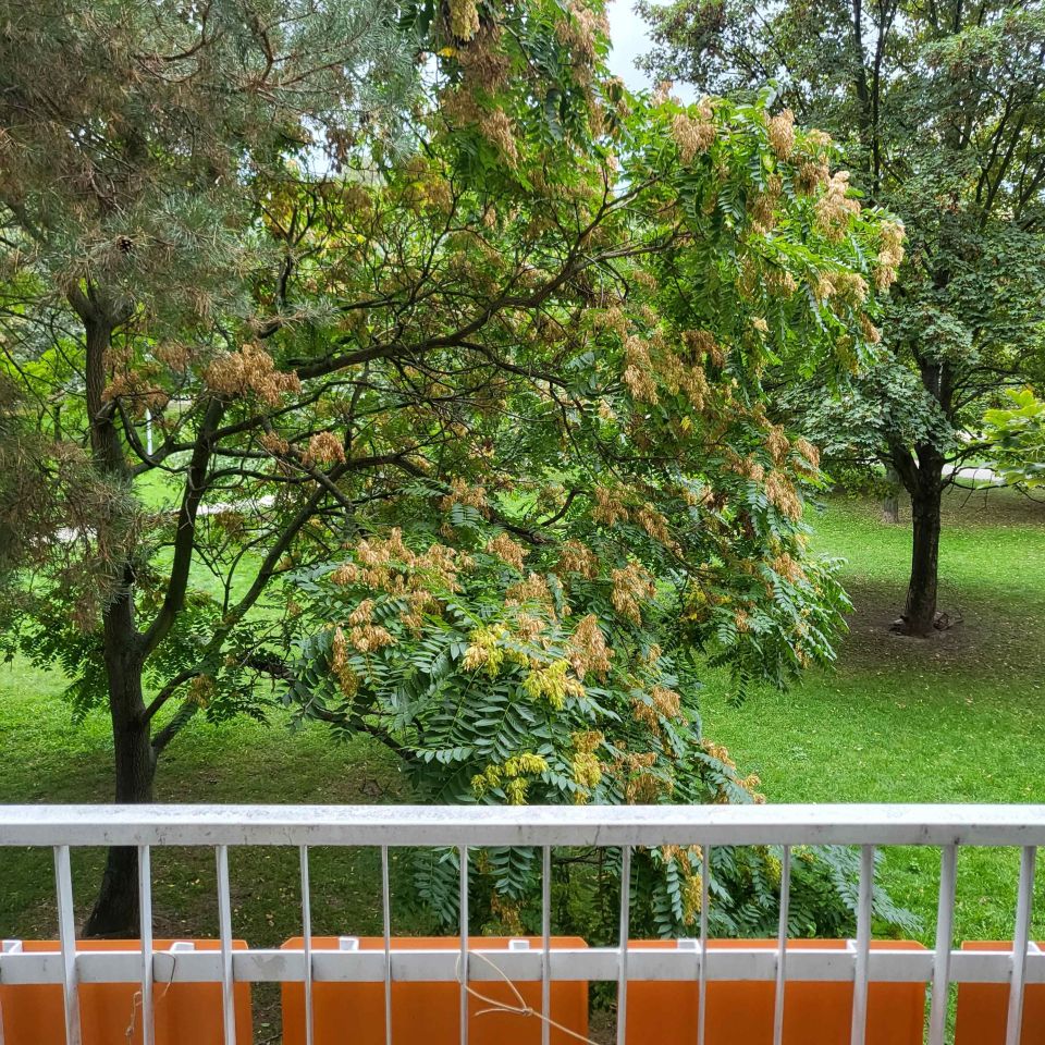 Mieszkanie 2-pokojowe Wrocław Psie Pole, ul. Żmigrodzka. Zdjęcie 2