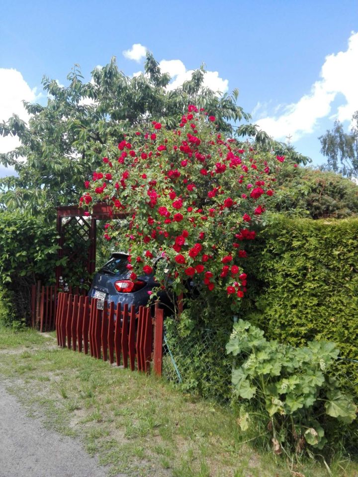 Działka rod Kulów. Zdjęcie 6