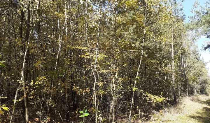 Działka rolna Krępica