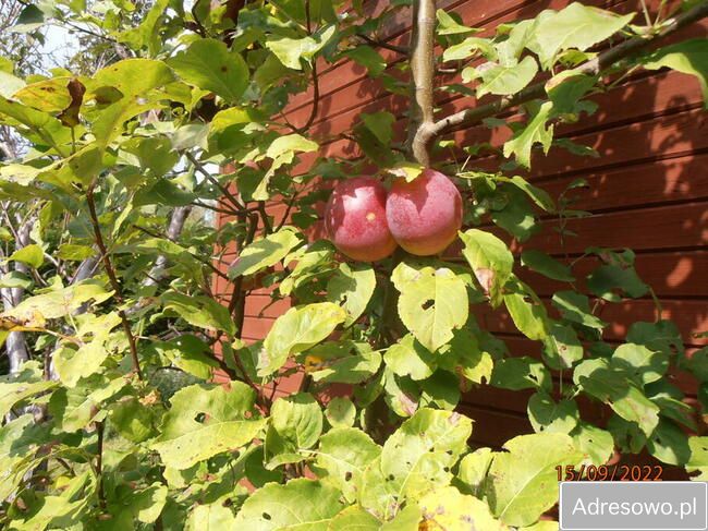 Działka rod Łódź Retkinia, ul. Franciszka Plocka. Zdjęcie 14
