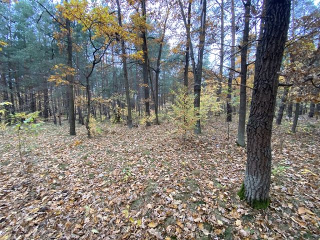 Działka leśna Warszawa Białołęka, ul. Insurekcji. Zdjęcie 2