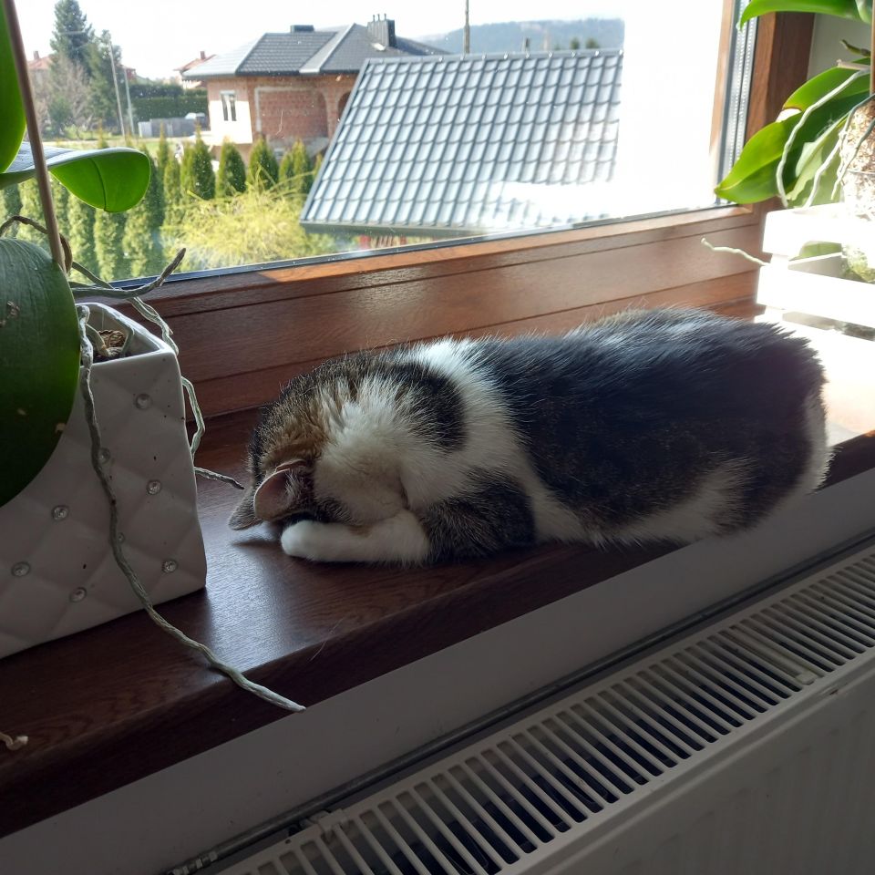 dom wolnostojący, 5 pokoi Gorlice Zawodzie. Zdjęcie 24