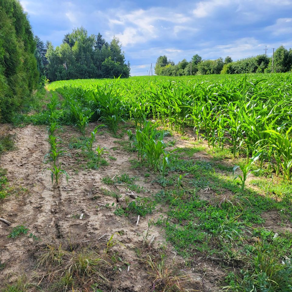 Działka budowlana Płouszowice-Kolonia. Zdjęcie 7